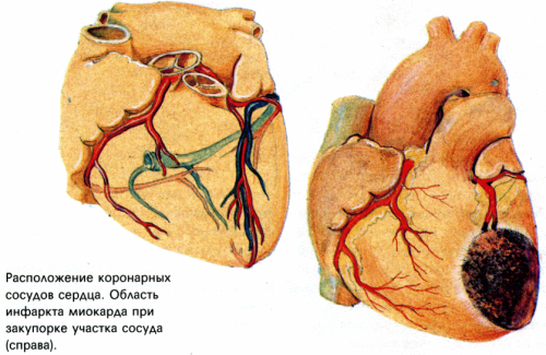 0003-001-Gigiena-serdechno-sosudistoj-sistemy-SSS-Vlijanie-alkogolja-narushenija.png