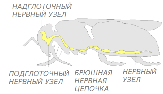 нервная.png