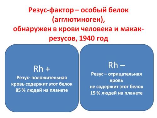 Rezus.jpg