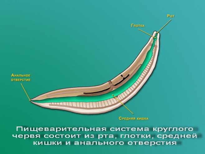 pishhevaritelnaja_sistema_krugl_chervja.jpg