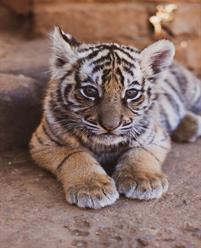 cub1.jpg