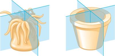 SymmetryRadial.png