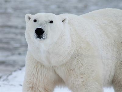 polar-bear-404314_1920.jpg