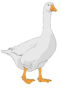 294775.png