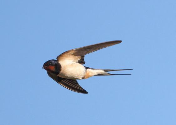 hirundo_rustica_01.jpg