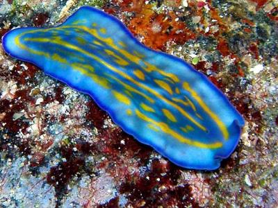 flatworm-s640x480-37969.jpg