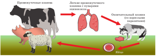 эхинок.png