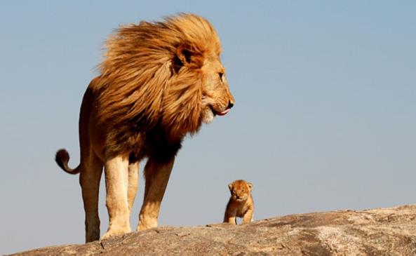 animals-with-miniature-versions-of-themselves-3.jpg