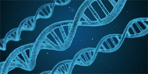dna-g1bfd3ae1c_640.png