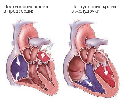 Строение-сердца.png