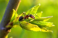 ant-g6ed9bb4f6_1280.jpg