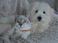 dog-g5fc5ba9e6_1280.jpg