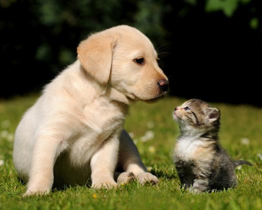 Best-Friends-kittens-36858183-1280-1024.jpg