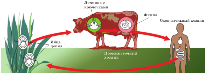 бычий цепень.png