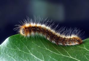 caterpillar-1727984_1280.jpg