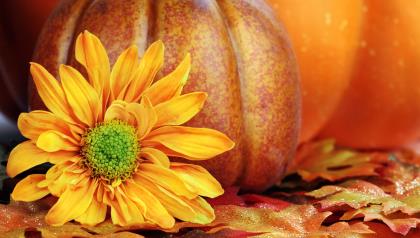 Beautiful-yellow-flower-and-a-big-pumpkin-for-Halloween_1920x1080.jpg