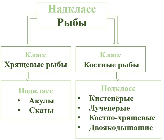 биология.png