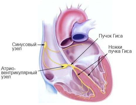 Автоматия-сердца.png