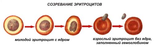 sozrevatnieeritrocitov.jpg