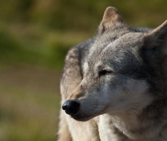 Timber-Wolf.jpg