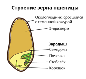зернопшеницыkviešugraudiwheatgrainw436.png