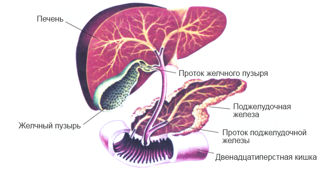 Пищеварение-в-тонком-кишечнике.png