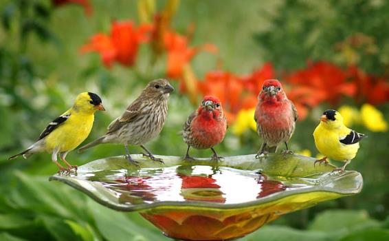 birds-2.jpg