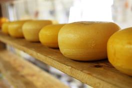 cheese.jpg