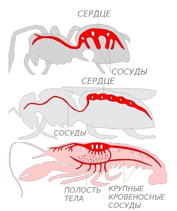 кровеностная.jpg