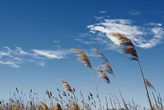 blowing_wind.jpg