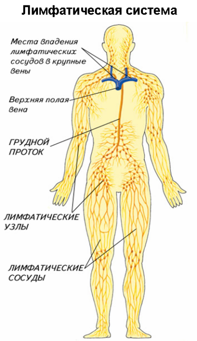0002-002-V-limfaticheskuju-sistemu-vkhodjat-limfaticheskie-kapilljary-sosudy-uzly.png