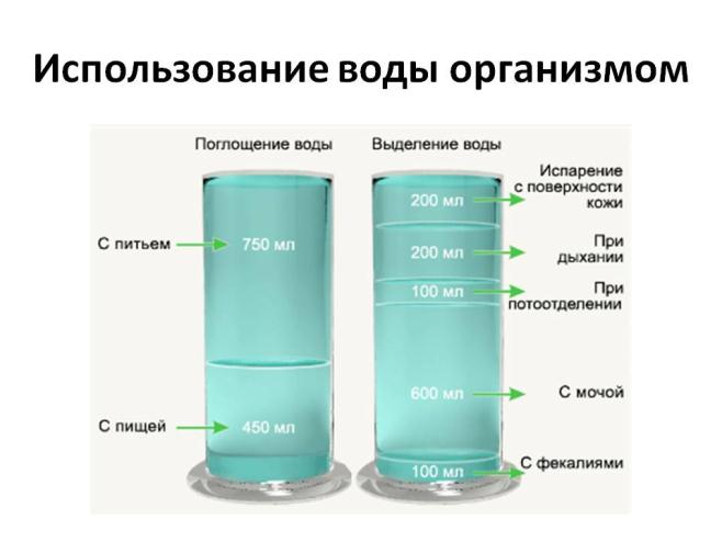 0018-018-Ispolzovanie-vody-organizmom.jpg
