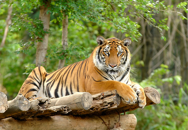 tiger.jpg