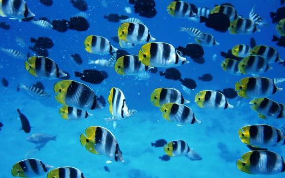 water sea animals fish 1920x1200 wallpaper_www.wallpaperhi.com_43.jpg