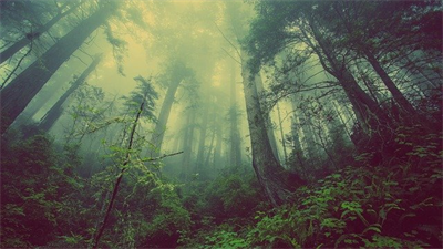 forest-g3a6ac8887_640.png