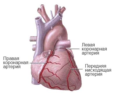 Коронарная-система-сердца.png