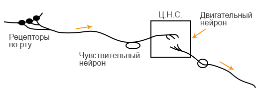 нейроны.png