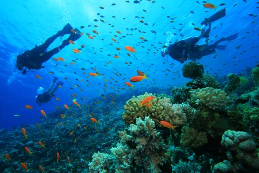 Plan-a-scuba-diving-trip.jpg