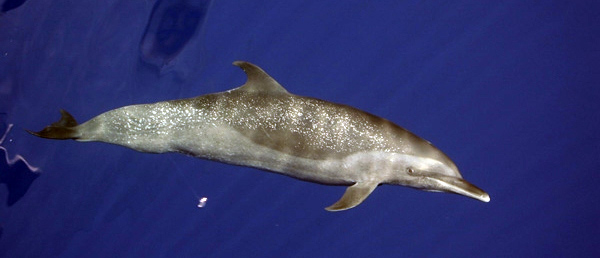 dolphin.png