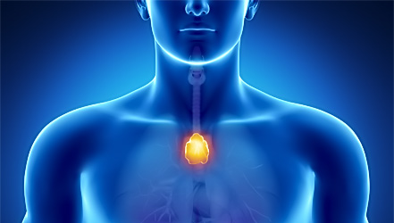 thymus.jpg