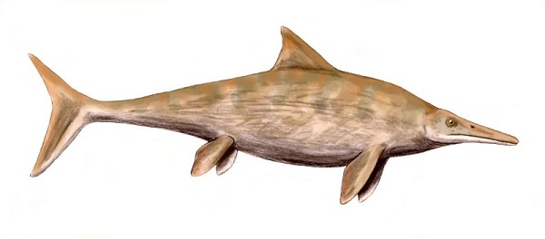 Stenopterygius.png