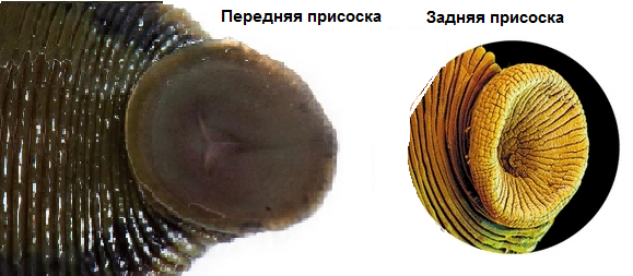 присоски.png