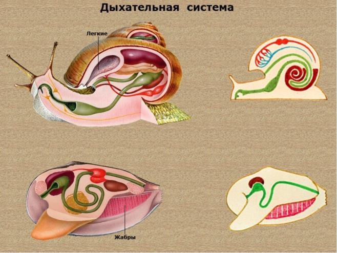 дыхательная.jpg
