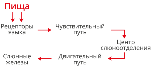 дуга-слюноотделения.png