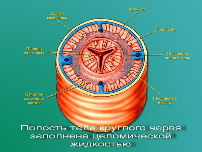 polost_tela_kruglogo_chervja.png