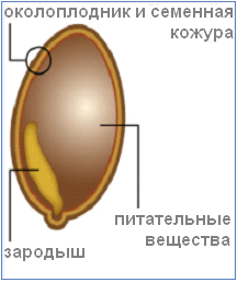 семя.bmp