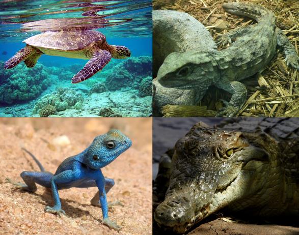 Extant_reptilia.jpg
