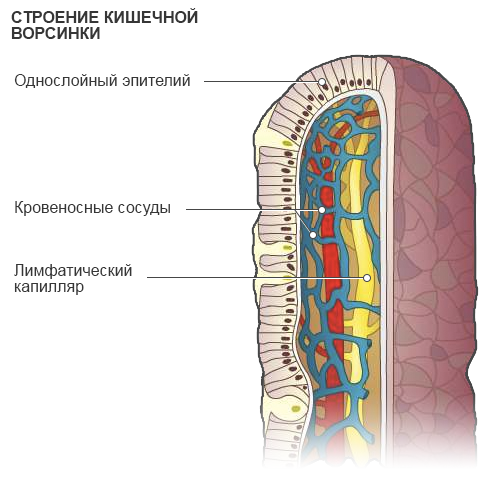строение-кишечной-ворсинки.png