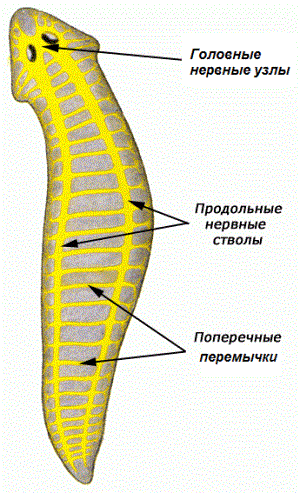 нервная.png