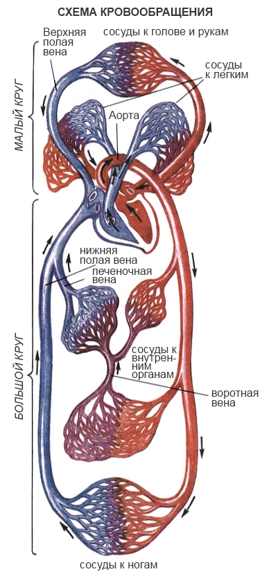 схема-кровообращения.png
